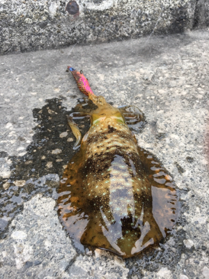 そろそろ開幕しますかぁ？