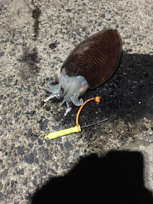 コウイカ釣行
