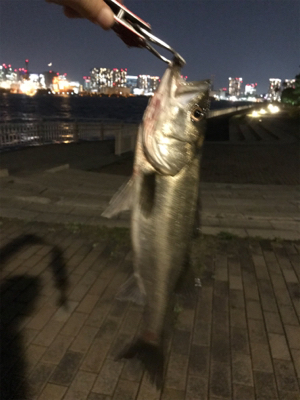 バチパターン三度