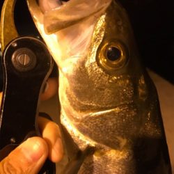 ナイトシーバス♪