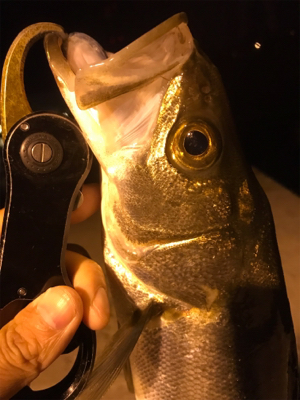 ナイトシーバス♪