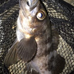 夕マヅメ３０分勝負！