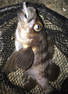 夕マヅメ３０分勝負！