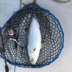 バチコンアジ・メバのはずが…(釣行 其の拾八)