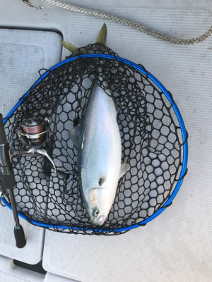 バチコンアジ・メバのはずが...(釣行 其…