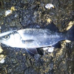 地磯でヒラスズキ