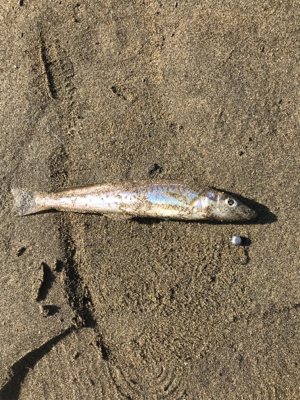 河口ライトゲーム