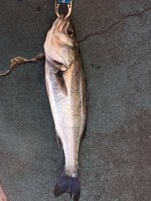 渋いなかやっとチーバス