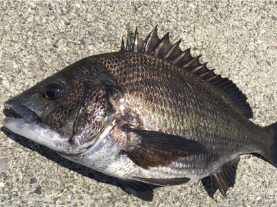 今日は暑いですね〜