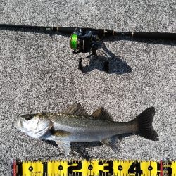 神戸湾奥デイゲームシーバス