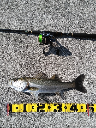 神戸湾奥デイゲームシーバス