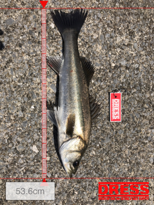 今年初シーバス