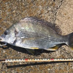 デイキビレとナイトシーバス