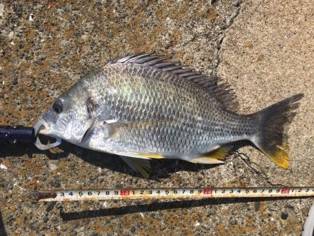 デイキビレとナイトシーバス