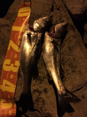 まさかの釣果（笑）