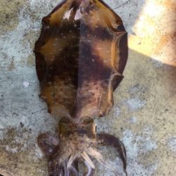 筏釣りに行きました