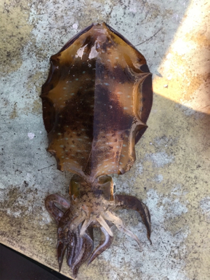 筏釣りに行きました