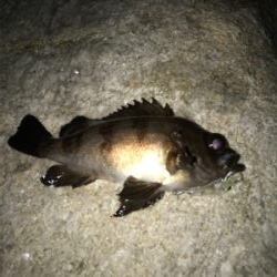 やっぱり面白いメバリング！