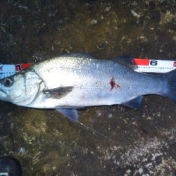 地磯で、どデカいヒラスズキ