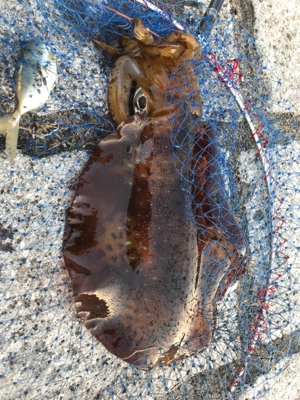 アオリイカ出撃