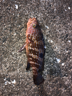 アーミーベイト赤ラメ。