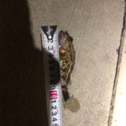 メバル デカ‼️