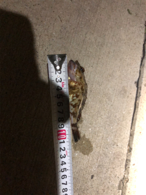 メバル デカ‼️