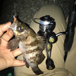 ちょこっとメバリングへ