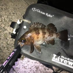 久々の泉南釣行