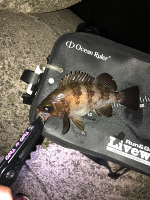 久々の泉南釣行