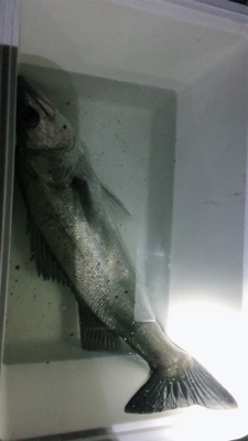 やっとこさ！釣れた！