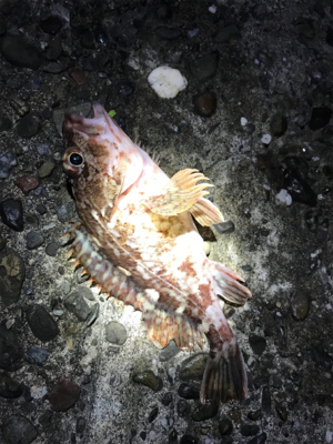 メバルが釣れません