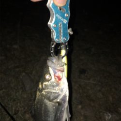 今期 初シーバス