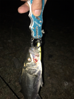 今期 初シーバス