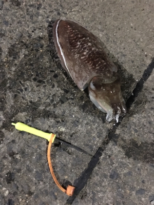 コウイカ釣行