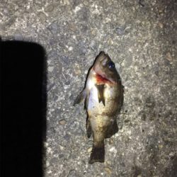 メバリング&ショア