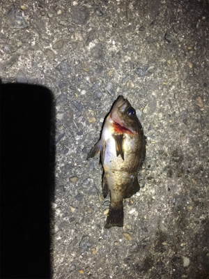 メバリング&ショア