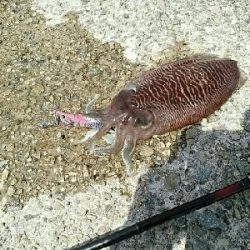 愛しのコウちゃん。