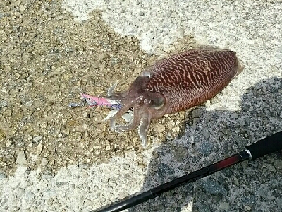 愛しのコウちゃん。