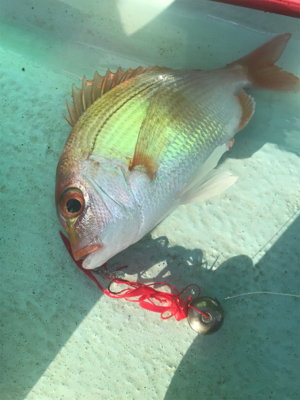 ﾚﾝﾀﾙﾎﾞｰﾄ タイラバ