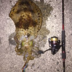 串本春エギング