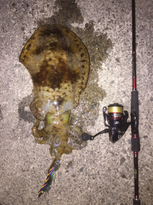 串本春エギング