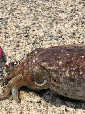 たーのしー(●￣ω￣●)ﾉ