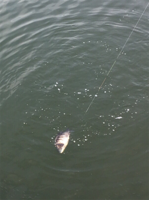 ランガンしたけど、、。