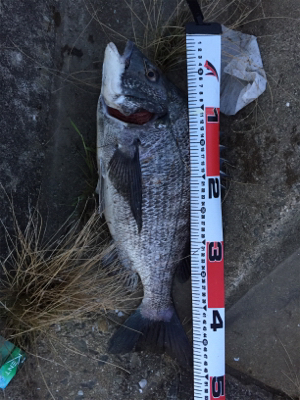 久しぶりのチニング