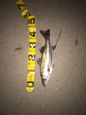 石津川シーバス