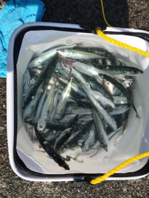 小鯖入れ食い大漁