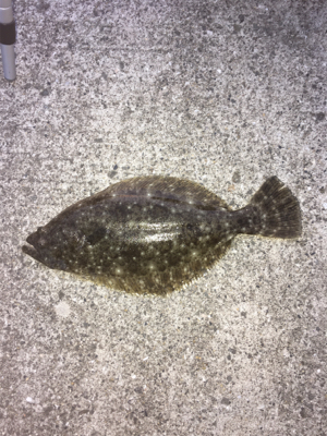 なぜかヒラメが〜〜