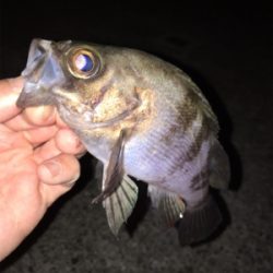 明石メバリング