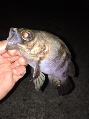 明石メバリング